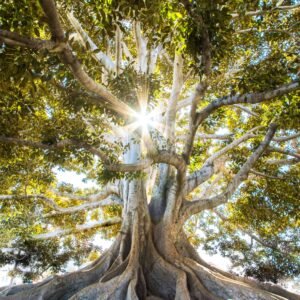 Traject "Leef licht"